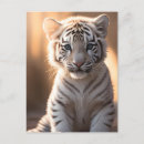 Search for tiger postcards Cub