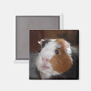 Search for funny pig magnets Rodent
