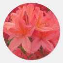 Search for rhododendrons gift wrap Azalea