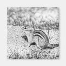Search for chipmunk magnets Nature