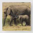 Search for african clocks Bird