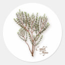 Search for thyme stickers Herb