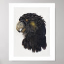 Search for cockatoo posters Watercolor