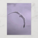 Search for gull postcards Wildlife