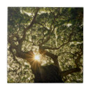 Search for maui tiles Landscape