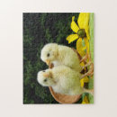 Search for chicken egg puzzles Bird