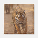 Search for bagh Royal bengal tiger