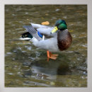 Recherche de le canard posters Nature