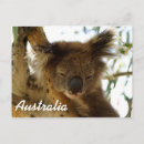 Recherche de koala gris cartes postales Pour tous