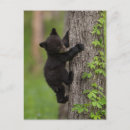 Search for bears climbing trees postcards Jaynes gallery