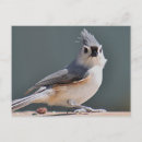 Recherche de tireur cartes postales Nature