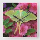 Search for lunae clocks Luna moth