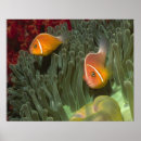 Search for bony fish posters Anthozoan