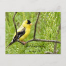 Recherche de chardonneret américain Observation des oiseaux