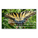 Search for swallowtail Photography