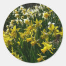 Search for white daffodil stickers Narcissus