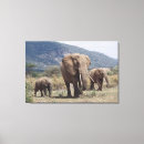 Search for colourful elephant canvas prints Animal