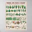 Search for botanical study art Vintage