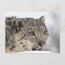 Search for 2 spot postcards Spotted
