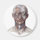 Recherche de anatomie humaine magnets Médecine