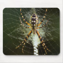 Recherche de araignées tapis souris Arachnides