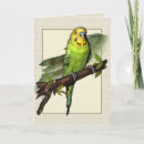 Search for bird pet cards Budgerigar