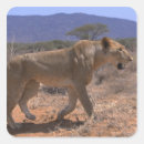 Search for walking lion stickers Horizontal