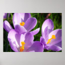 Search for crocus posters Yellow