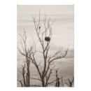 Search for birds nesting posters Bald