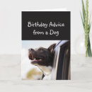 Recherche de chien de conseil Animal