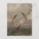 Recherche de jeune cartes postales Jungle