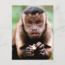 Recherche de capucine cartes postales Animal