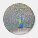 Recherche de collecte magnets Nature