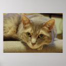 Recherche de de birder posters Chat