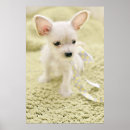 Recherche de maltais posters Animal