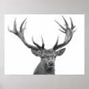 Recherche de deer posters Imprimer