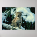 Recherche de léopard neige posters Chats