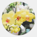 Search for orchid flower stickers Nature