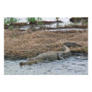 Search for dangerous animals art Alligator