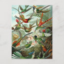 Recherche de haeckel cartes postales Oiseaux