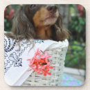 Recherche de teckel dessous de verres Chien