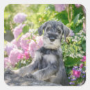 Search for mini schnauzer stickers Cute