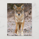 Search for latrans postcards Wildlife
