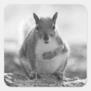 Search for grey squirrels stickers Wildlife