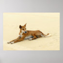 Search for dingo posters Wild