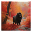 Search for newfoundlander posters Pet
