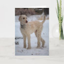 Search for standard poodles cards Cute