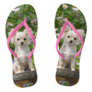Search for chihuahua shoes Pet