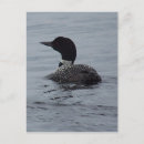 Search for loon postcards Bird