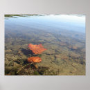 Search for floating leaf River